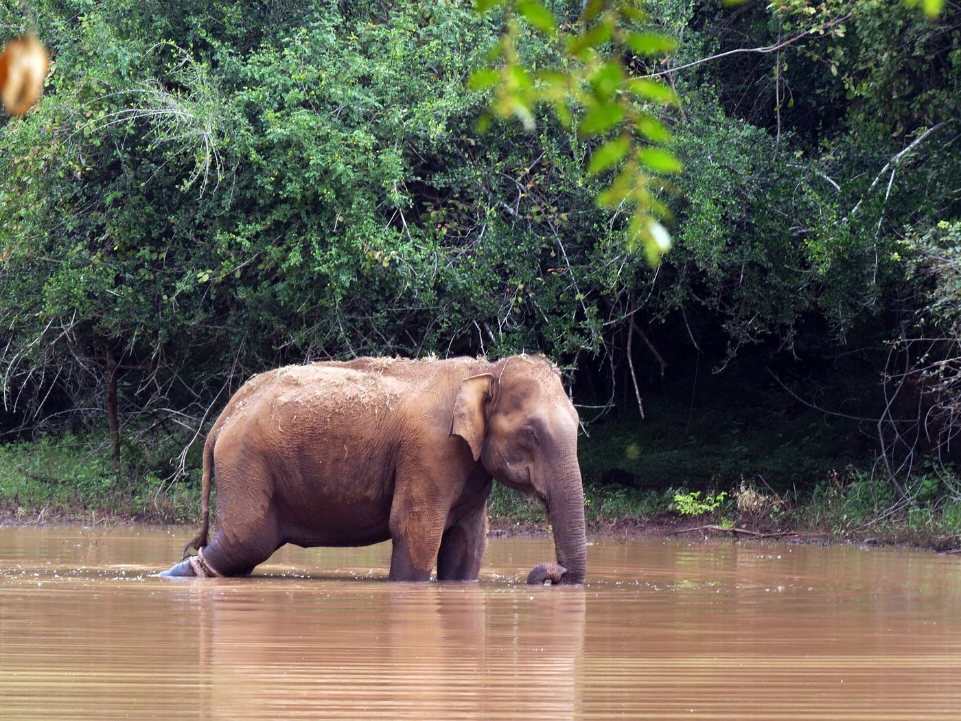 Wildlife Conservation’s Quiet Wins: Species Returning From the Brink Elephants in a savanna landscape, representing successful wildlife conservation.